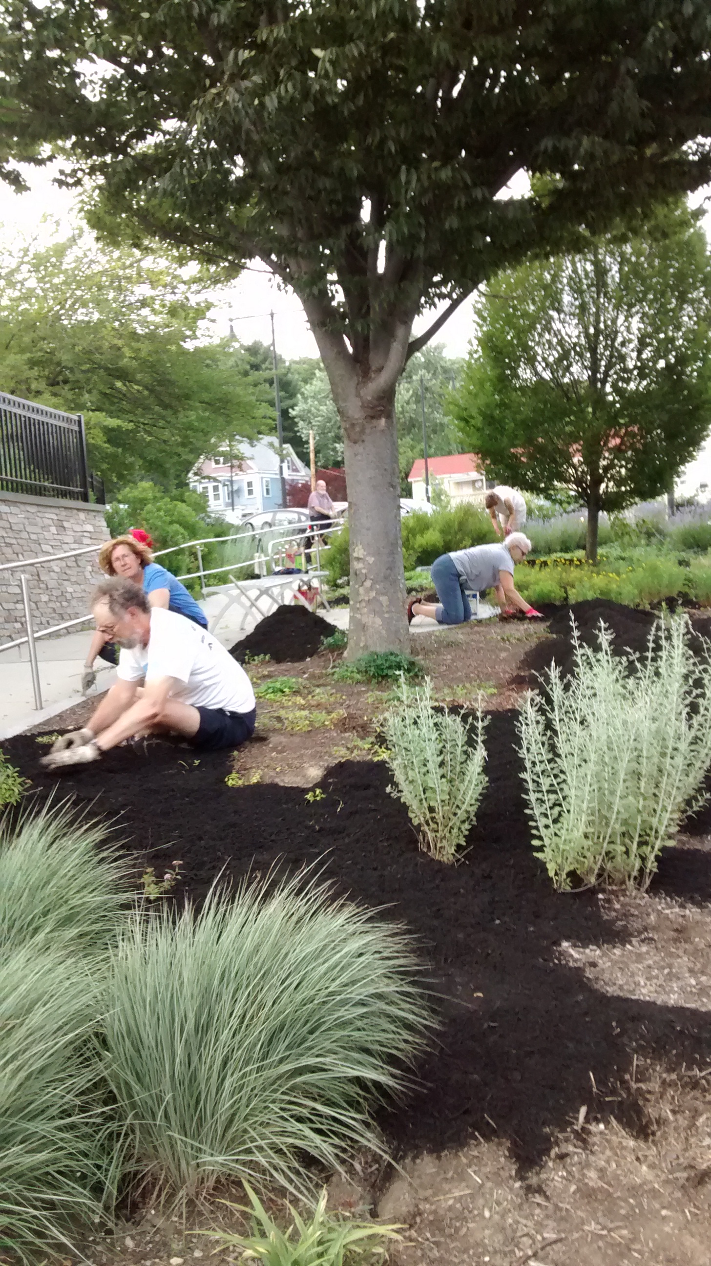 Taft Hill Terrace Mulching