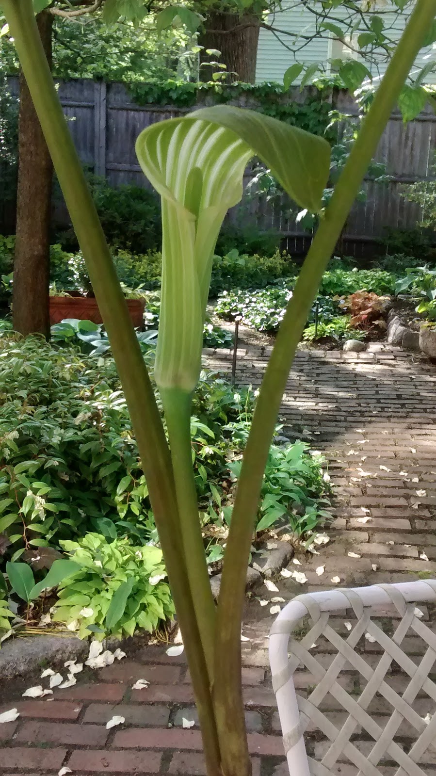 Jack-in-the-Pulpit